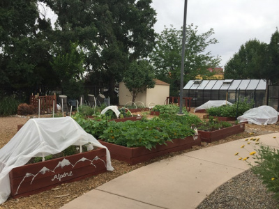 Volunteer at the Barrett House shelter community garden