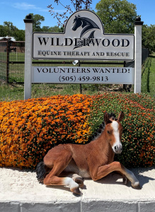 Image of bay foal sitting in front of flowers and a sign for Wilderwood Equine Therapy and Rescue indicating that volunteers are wanted.
