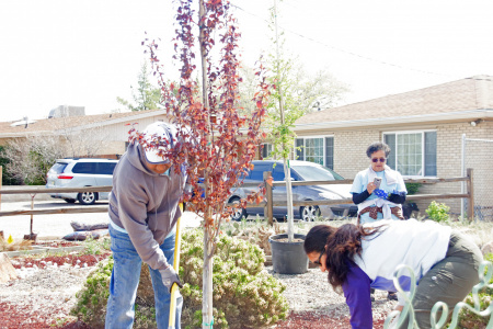 Volunteer to plant neighborhood trees with Tree New Mexico!