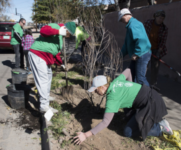 Help us plant 50 street trees in Los Duranes!