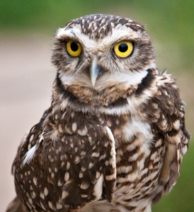 Burrowing Owl