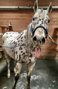 Hi!  My name is Ghost & I need some people to help me with my Equine Assisted Services!  Give me a call!